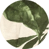 color icon